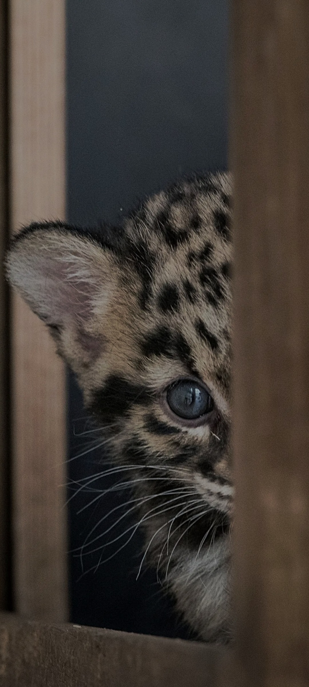 Profil de Lucky, 39 ans, Agence Rencontre à Bärschwil
